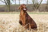 SETTER IRLANDAIS 341